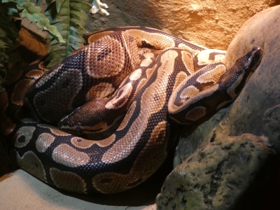 Python royal - De Zonnegloed - Refuge pour animaux